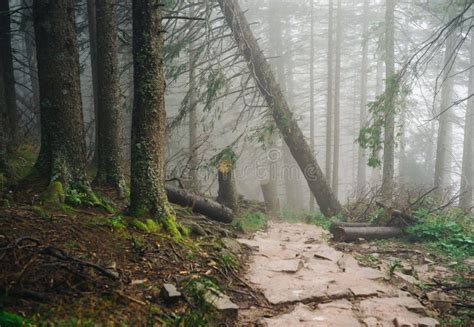 Misty Mountain Forest Stock Image Image Of Forest Fallen 75811951