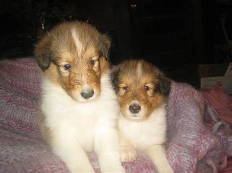 Akc Collie Puppies Sable And White Like Lassie Heathland Collies For