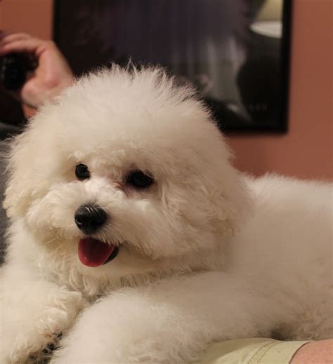 55 What Does A Bichon Frise Dog Look Like Photo Bleumoonproductions