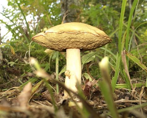 Edible Wild Mushrooms Flickr Photo Sharing