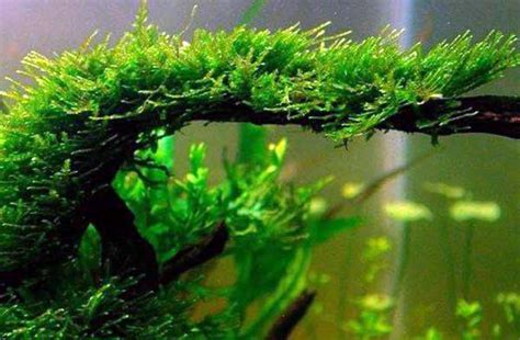 Pengetahuan dasar tentang moss atau lumut. 19+ Jenis Tanaman Aquascape - Refrensi Tanaman Tarlengkap ...