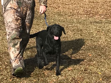 Pics Aces Retrievers