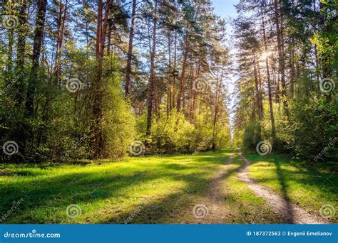 Sushine At Spring Pine Forest With Footpath And Grass Stock Image