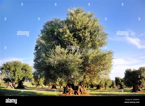 Ancient Secular Olive Tree In The Countryside Of Apulia Southern Italy