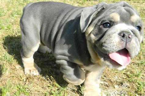 Blue English Bulldog A Guide To Care Exercise And Diet