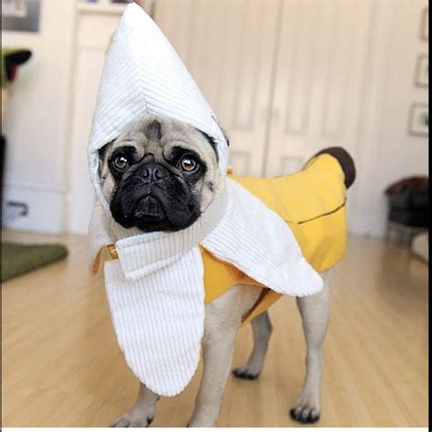 Mommy Why Am I A Banana Disfraces Para Perros Pugs Disfrazados