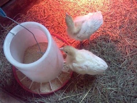Baby Turkeyswhite Holland Backyard Chickens Learn How To Raise