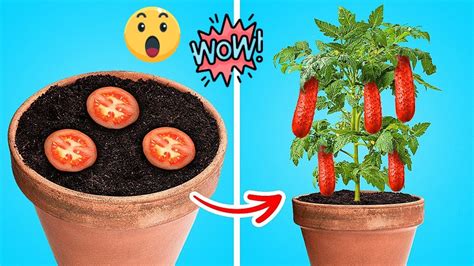 easy ways to grow and collect food 🤩🌿🪚 useful gardening hacks youtube