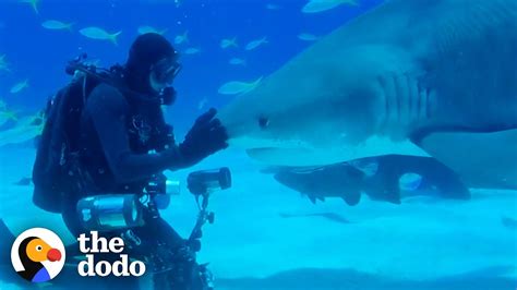 Sharks Love Affection For Scuba Divers