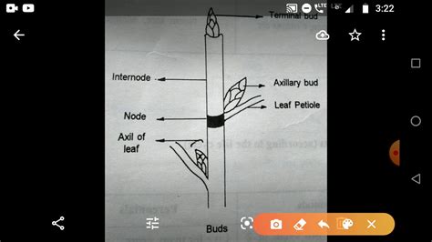 Terminal And Axillary Bud Node And Internode เนื้อหาaxillary Bud คือที่