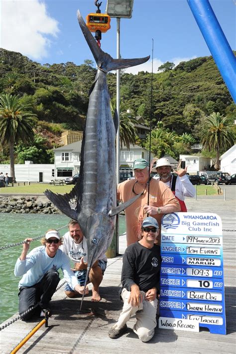 Record Black Marlin