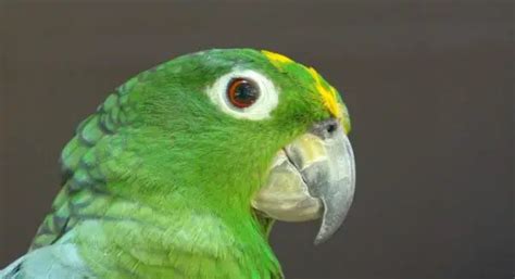 10 Amazing Amazon Parrot Species What You Need To Know Birds Coach