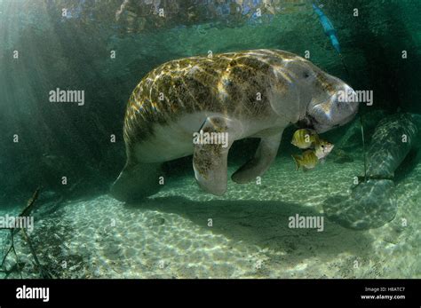 West Indian Manatee Trichechus Manatus Florida Stock Photo Alamy