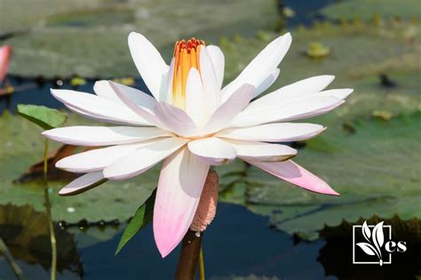 Water Lily Vs Lotus Two Beauties With Notable Differences Evergreen