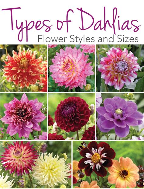 Common types of flowers with pictures. Know Your Dahlias: Flower Styles and Sizes - Longfield Gardens