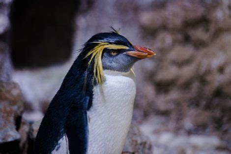 Penguins are trying to take over the world and steal all the refrigerators. Where Do Rockhopper Penguins Live? - Penguins Blog
