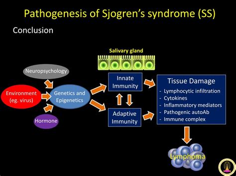 Ppt New I Nsight In The Pathogenesis Of Sjogrens Syndrome Powerpoint