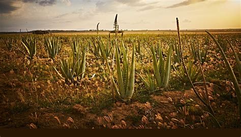 aloe vera la plante miraculeuse propriétés et applications forever living