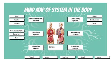 Mind Map Of System In The Body By Adrián Acedo On Genially