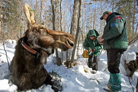 Moose Die Off Alarms Scientists The New York Times