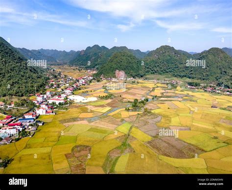 Panoramic View Of Bac Son Valley With Yellow Rice Fields In Harvest