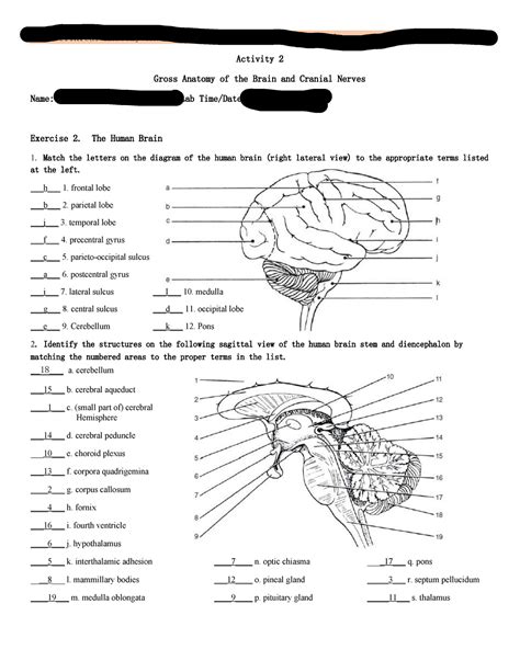 Study Exercise Gross Anatomy Of The Brain And Cranial Nerves Hot Sex Picture