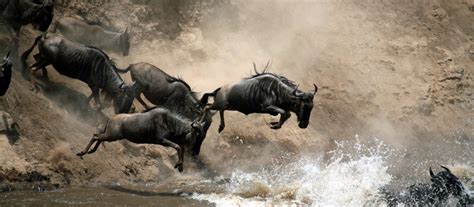 Our Guide To The Great Migration In Kenya Jacada Travel
