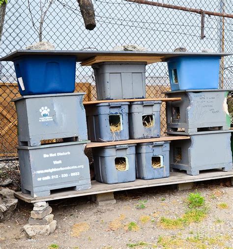 Feral Cat Shelter Photograph Feral Cat Shelter Feral Cat House