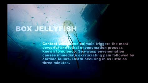 Deadly Box Jellyfish Sea Wasp Youtube