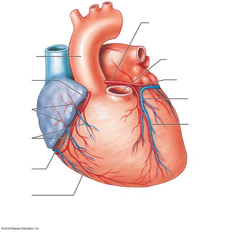 3 The Coronary Circulation The Anterior Surface Of The Heart Diagram