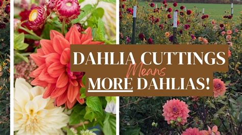 How To Take Dahlia Cuttings To Multiple Your Stock Of Dahlia Tubers