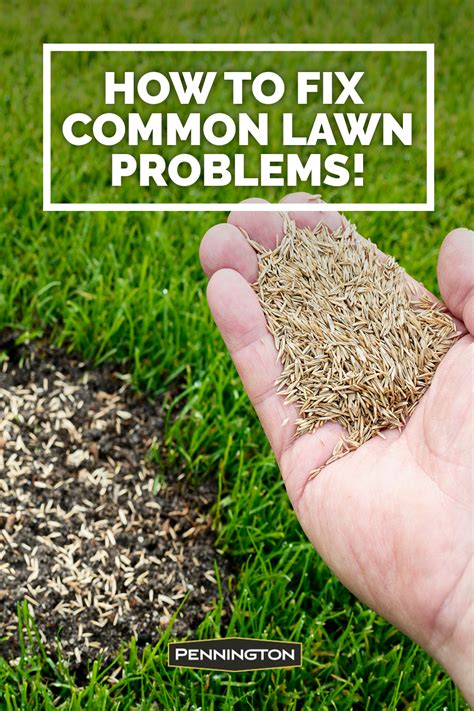 How To Fix The Most Common Lawn Problems Artofit