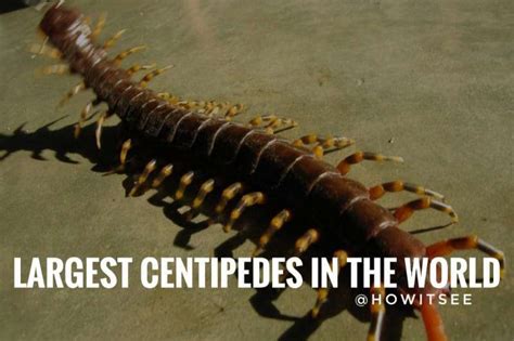 Top 10 Largest Centipedes In The World Biggest Centipede 2023