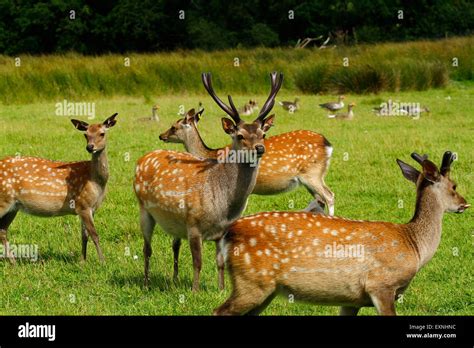 Sika Deer Herd In Their Summer Coats Stood In A Green Field With A