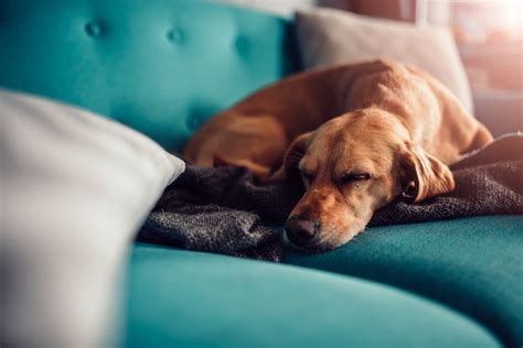 Dog Sleeping On The Couch Cute Staffordshire Terrier Resting On A Sofa