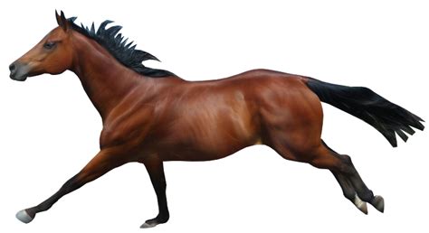 Mane Mustang Stallion Rein Mare Horse Run Png Download 736401