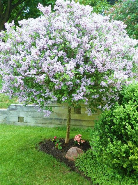 17 Best Images About Flowering Trees Zone 7 On Pinterest Tree Peony