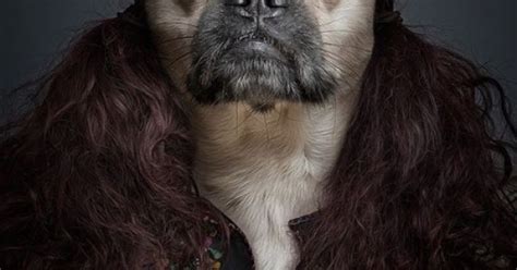 Underdogs Part 2 Half Human Half Dog Portraits By Sebastian