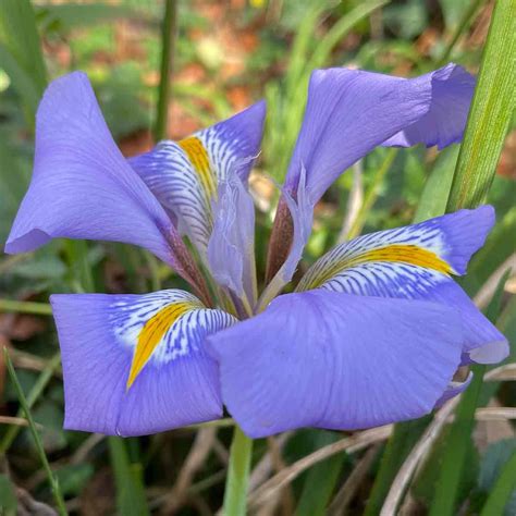 Iris Unguicularis The Algerian Iris Nurseries Online