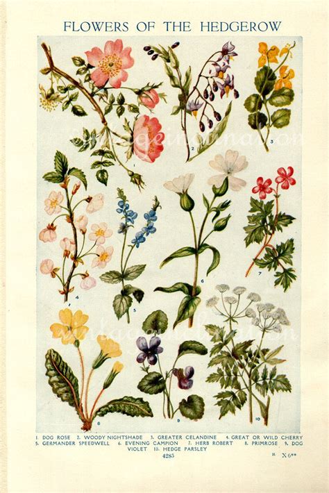 Flowers Of The Hedgerow From An Antique Book