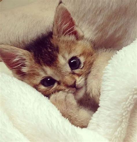 Fotos 30 gatos adorables que sacarán tu lado más tierno Mujer Hoy