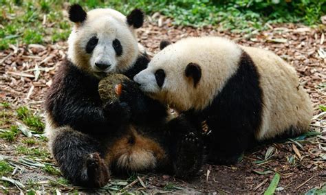 Panda Twins Celebrate 2nd Birthday In Chengdu Global Times