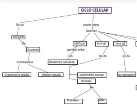 Mapa Conceptual Del Ciclo Celular