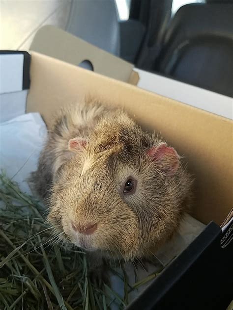 Pet Smart Guinea Pig The O Guide