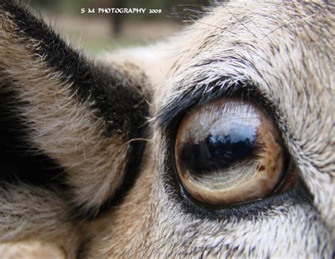 Sheep Eye Flickr Photo Sharing