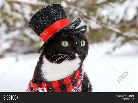 Tuxedo Cat Wearing A Plaid Scarf And Top Hat In The Snow