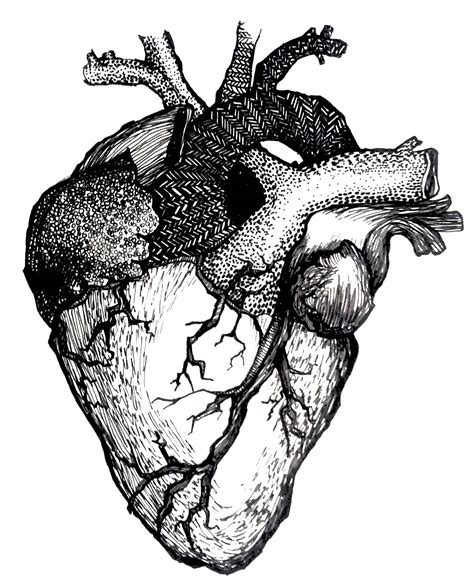 Human Heart Line Drawing At Getdrawings Free Download