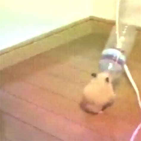 El Mismo Hamster Bailando Con Canciones Diferentes Posts Facebook