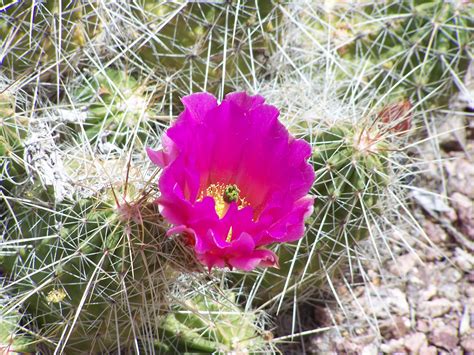 Arizona Cactus Arizona Cactus Flower Garden Flowers