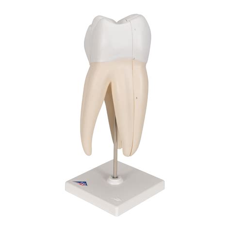 Anatomical Teaching Models Plastic Human Dental Models Upper Molar